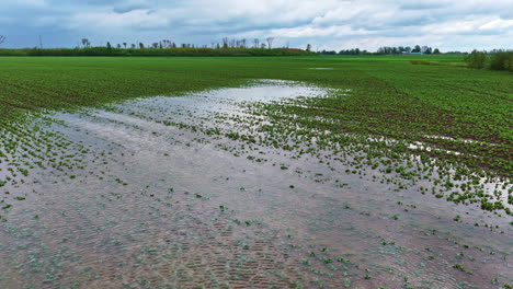 flooded farmland with emerging crops and standing water after rainfall