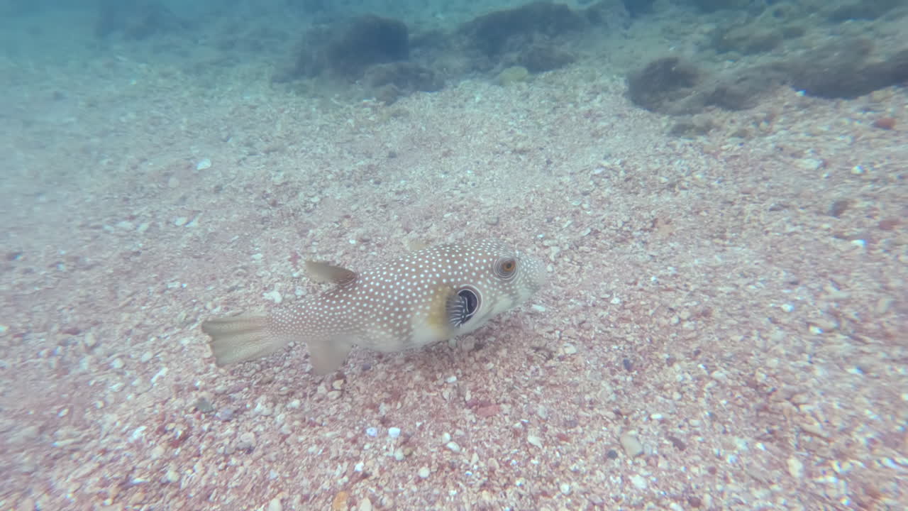 Primo piano di un pesce palla maculato che mangia e nuota nel Mar Rosso