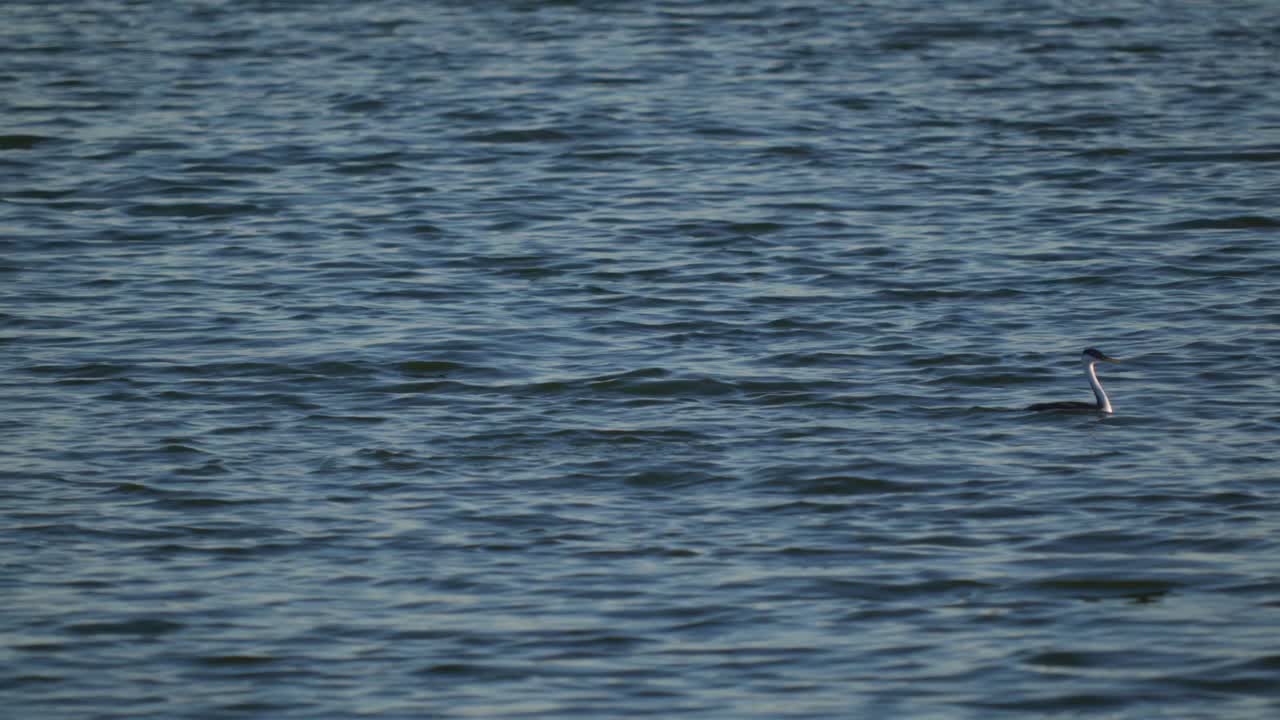 Ducks in the water floating on Island park dam