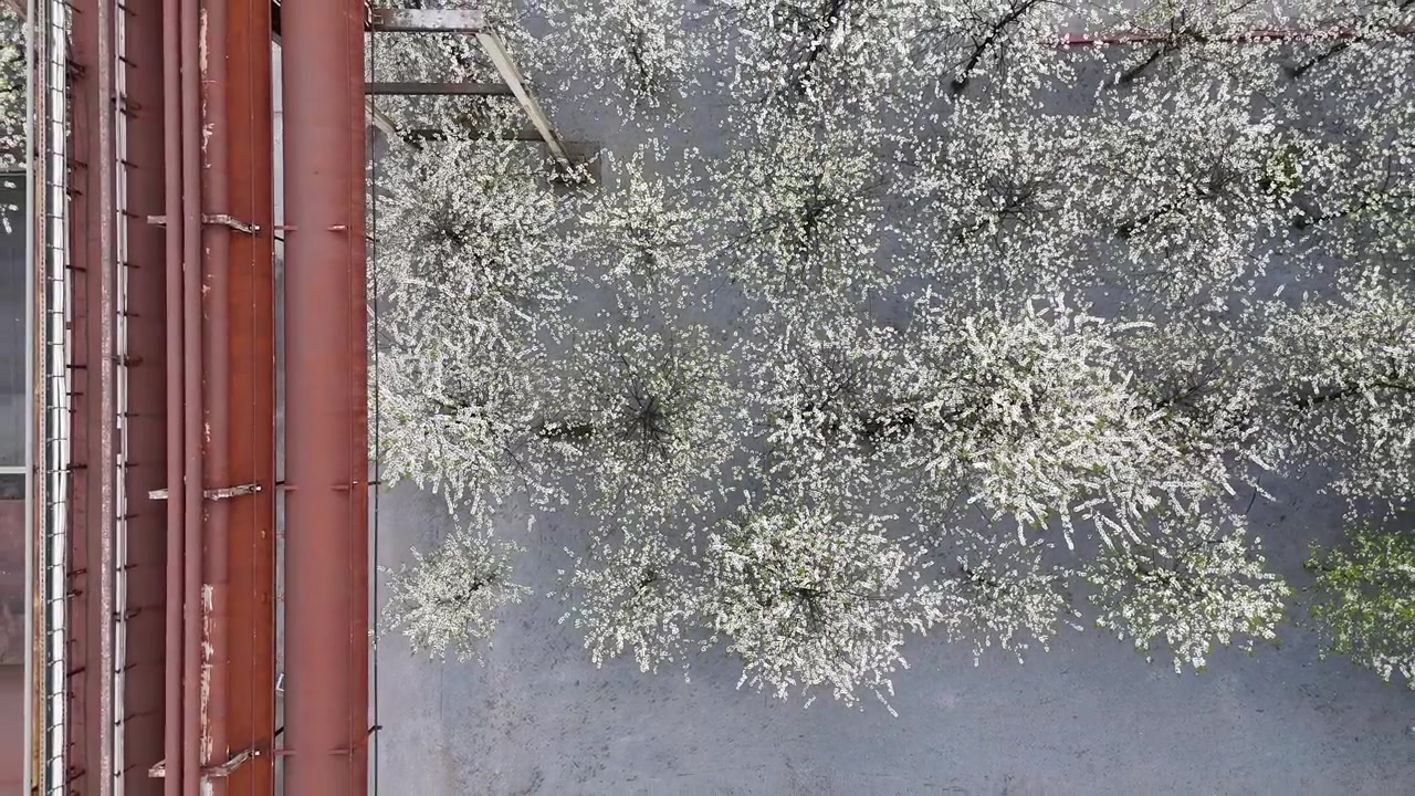 Composizione aerea con drone dall'alto di cime di alberi in fiore e un sistema di tubazioni arrugginite
