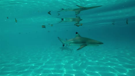 Tiburón-De-Arrecife-De-Punta-Negra-En-Aguas-Claras-Y-Poco-Profundas