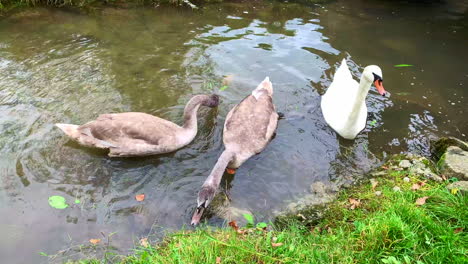 2 cisnes marrones y 1 cisne blanco comiendo hierba junto a las hojas y hierba al lado del río