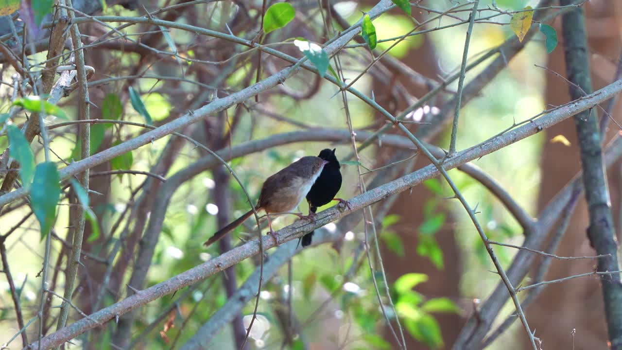 A pair of Red-backed Fairywrens (Malurus melanocephalus) perch side by side on a branch, the female preening and grooming the male's plumage during mating season and swiftly flit away, close up shot