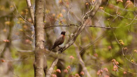 american robin perched on a branch in spring