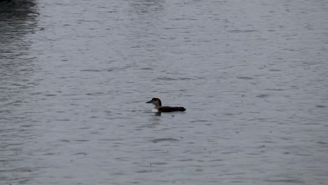 A-sea-bird-in-calm-water-in-the-rain