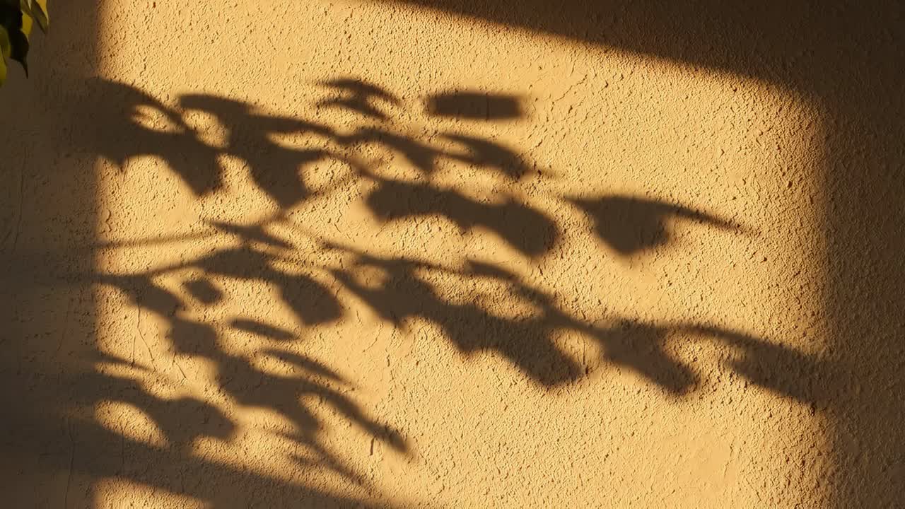 Shadows of leaves on a wall create a serene, abstract video scene