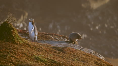 yellow-eyed penguin and a seal pup on rocky shore at sunrise in katiki point, new zealand