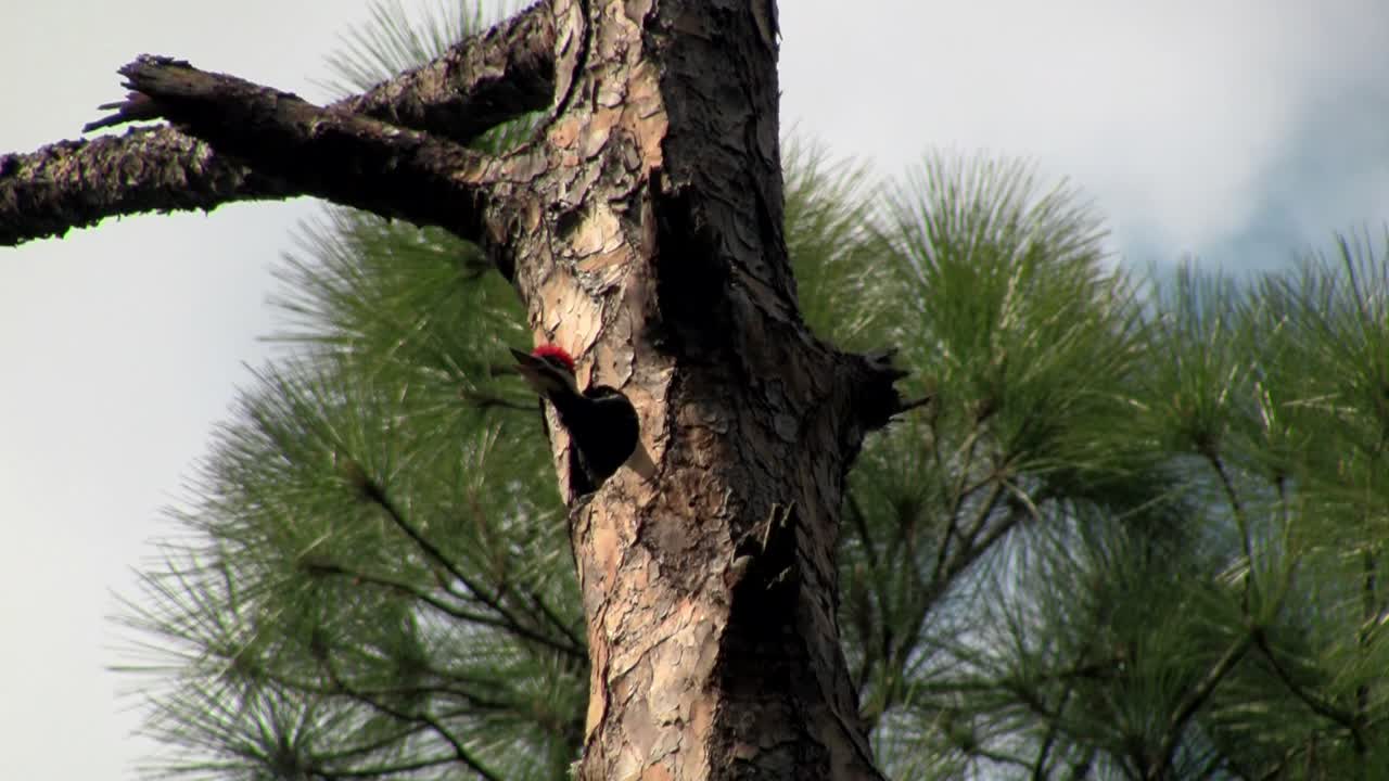 나무에 쌓인 딱따구리 2