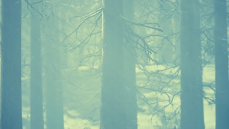 fog in the forest on a cold winter cloudy day with first snow