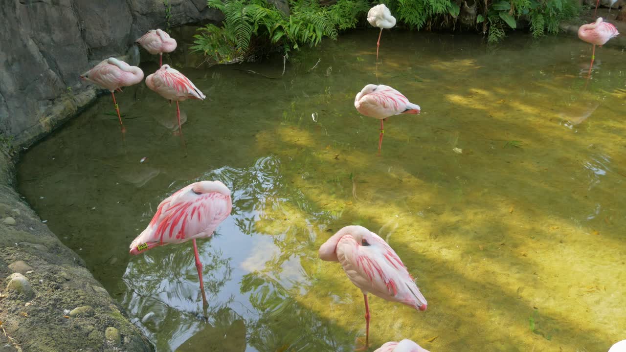 grupo de flamencos durmiendo en un estanque de aguas poco profundas