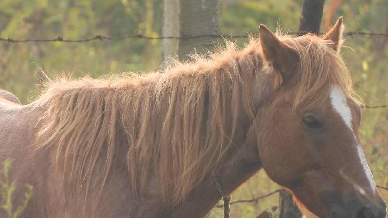 caballo en el estanque solo clima frío