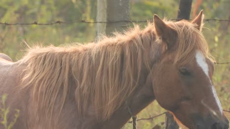 Pferd-Im-Teich-Nur-Kühles-Wetter