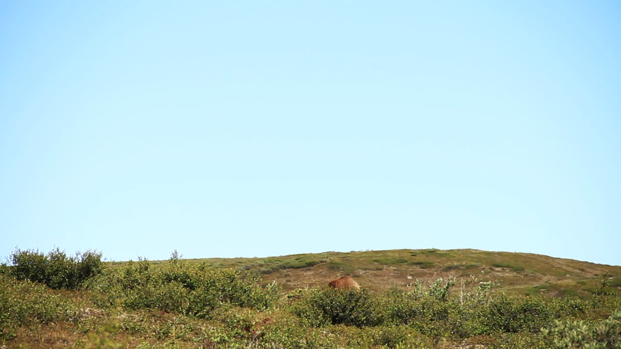 el oso grizzly mira hacia arriba después de comer alces