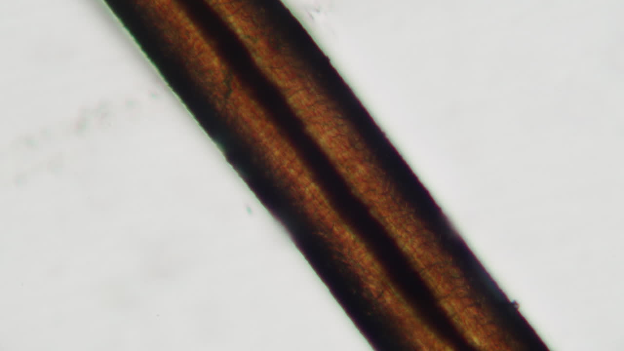 Detailed Microscopic View of a Human Hair Strand