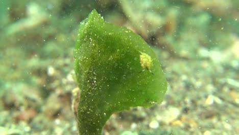 tiny nudibranch on sea grass