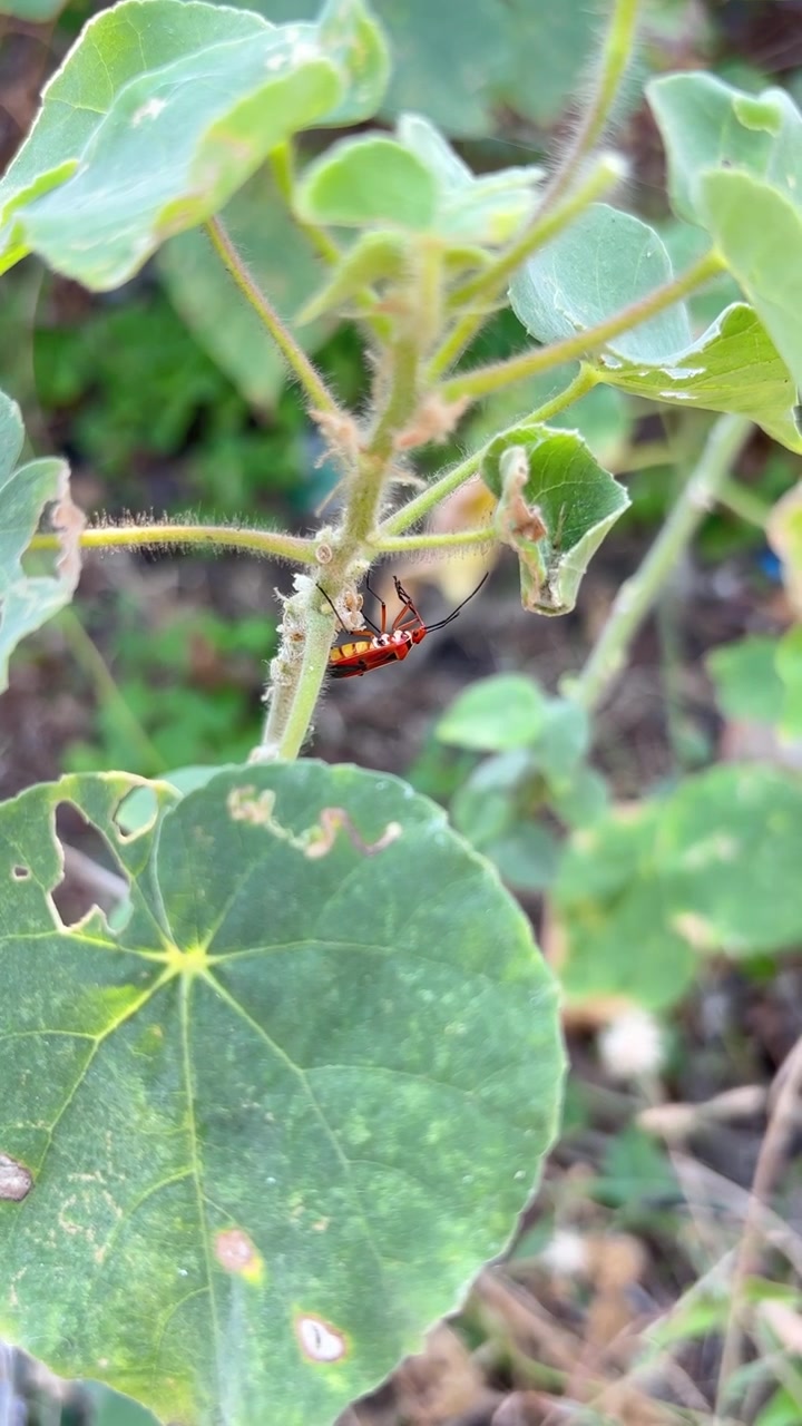 Red and Black Insect Resting on a Green Plant Stem