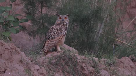 Der-Indische-Uhu,-Auch-Felsen-Uhu-Oder-Bengal-Uhu-Genannt