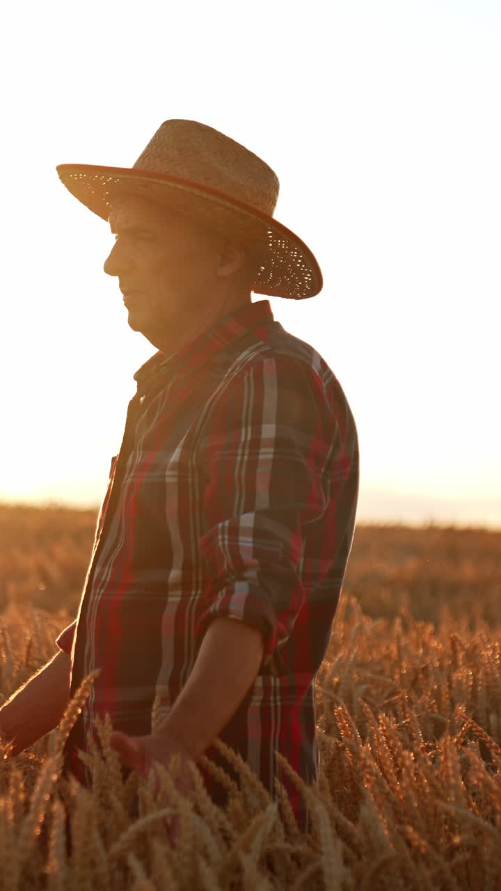 Senior man in a hat in the field of wheat at sunset. Man walks through the plantation caressing the ears of corn with his hands. Vertical video