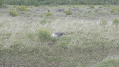 Gansos-Salvajes-Pastando-En-La-Estepa-Patagónica