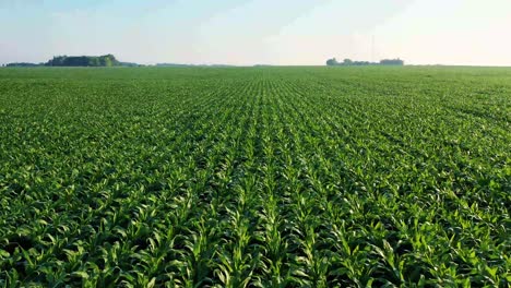 Drone-shot-of-an-organic-corn-field-landscape,-flying-over-a-green-cornfield-used-for-agriculture-and-agribusiness