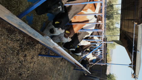 innovative dairy farming: efficient and sustainable practices