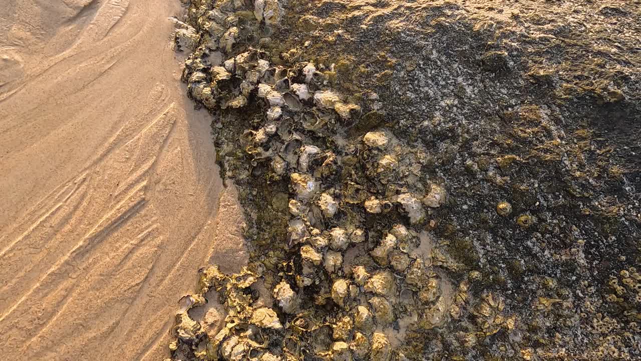 Aerial view of oysters on a rocky shoreline during sunset in Phuket, Thailand, highlighting natural textures and warm lighting