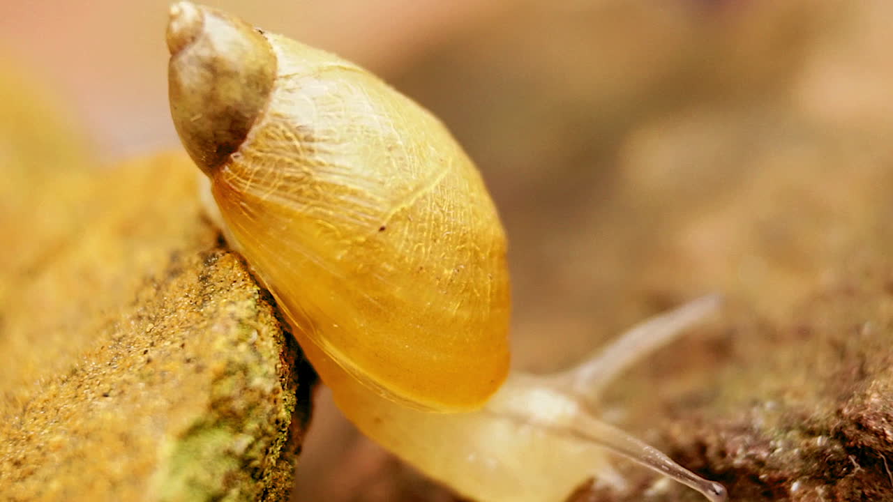 un caracol sube de una roca a otra roca y se desliza