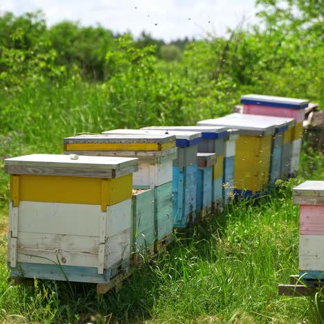 Beehives in nature. Bees collect pollen and carrying into the hive. Many hives on apiary in summer day. Beekeeping concept.