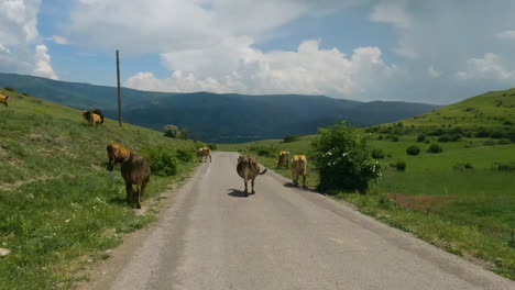 example of nomadic pastoralism - calm cattle grazing on the side of wild road