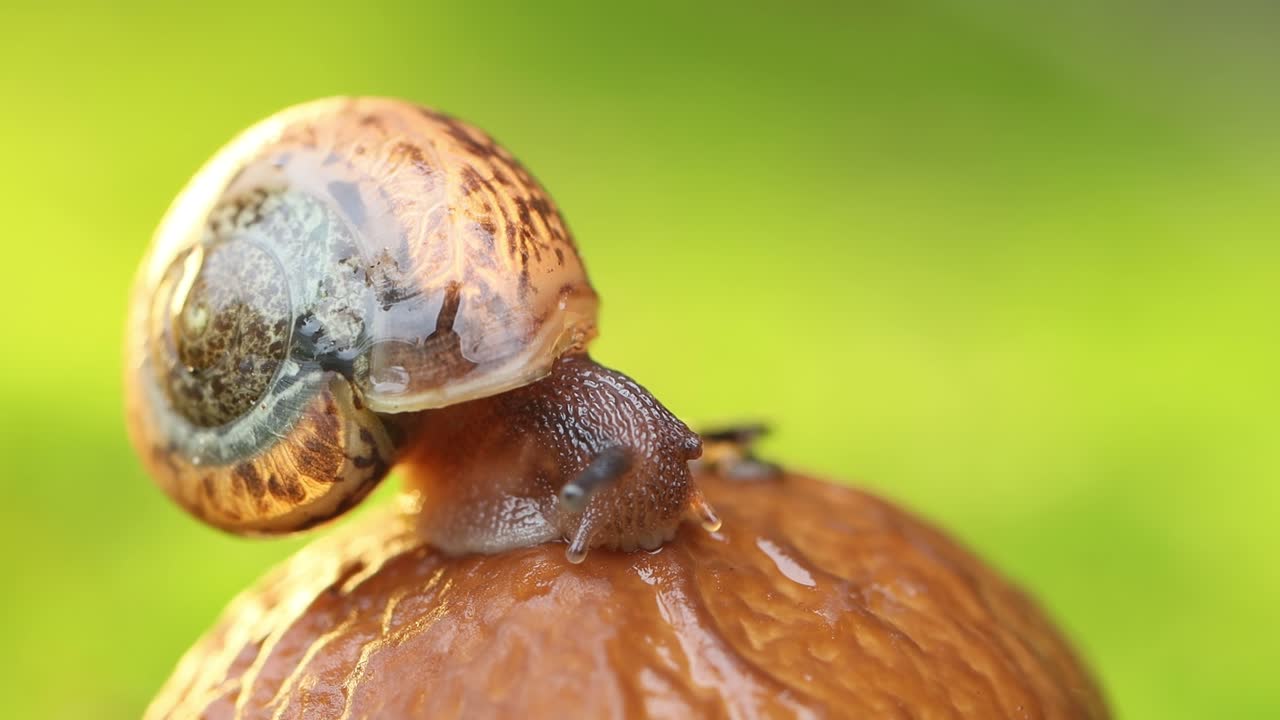 primer plano de un caracol que se arrastra lentamente en la luz del atardecer.