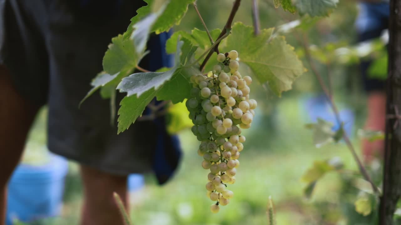 Tracking shot of a white grape in a vineyard, with a working farmer behind it