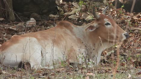 Vaca-Relajándose-En-El-Bosque