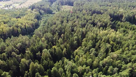 vuelo de drones sobre el verde y vibrante bosque lituano