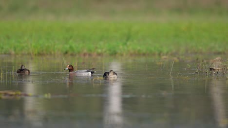 eurasian wigeon  feeding in wetland