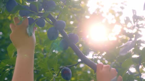 persona cosechando ciruelas orgánicas directamente del árbol a la luz de la tarde detrás