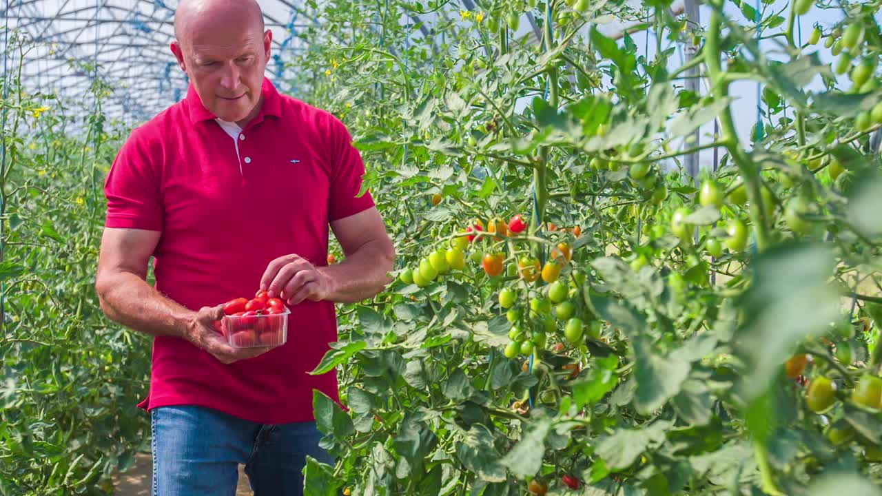agricultor cosechando tomates cherry maduros a mano en una caja de plástico en un invernadero
