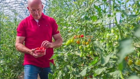 Farmer-harvesting-ripe-cherry-tomatoes-by-hand-in-a-plastic-box-in-a-greenhouse