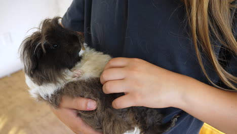 Kind-Mit-Langen-Haaren-Wiegt-Ein-Meerschweinchen-Und-Streichelt-Seinen-Bauch