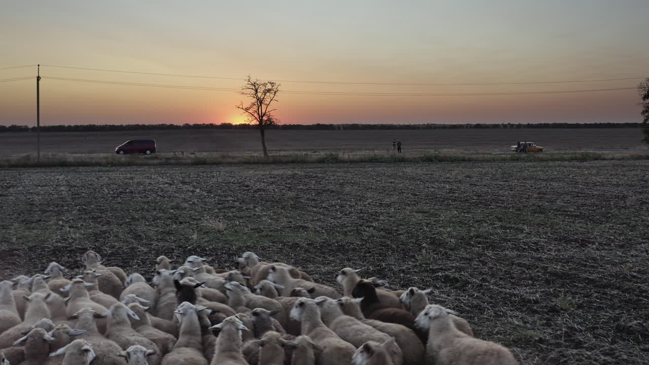 un rebaño de ovejas huye de un dron en un campo al atardecer
