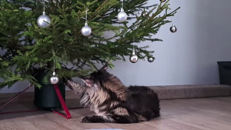 Gato-Juguetón-Descansa-Junto-A-Un-árbol-De-Navidad