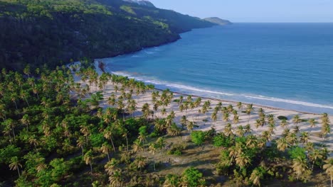 cinematic drone shot showing palm tree plantation in front of sandy rincon beach and caribbean sea in background at sunset