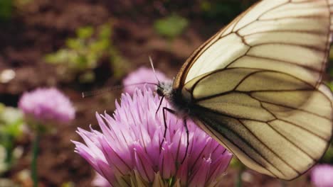 butterfly on a chive flower