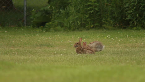 Midshot-of-rabbits-performing-mating-display