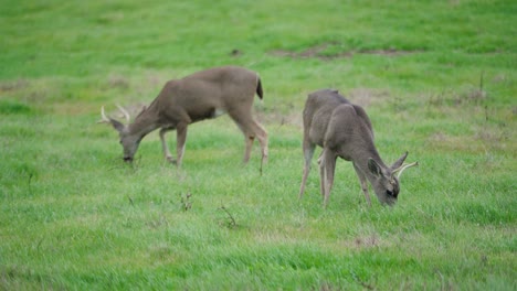 two mule deer bucks with antlers eating grass in a field