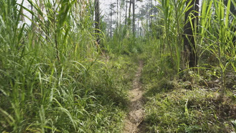 Punto-De-Vista-De-Caminar-Por-Un-Sendero-En-Un-Bosque.