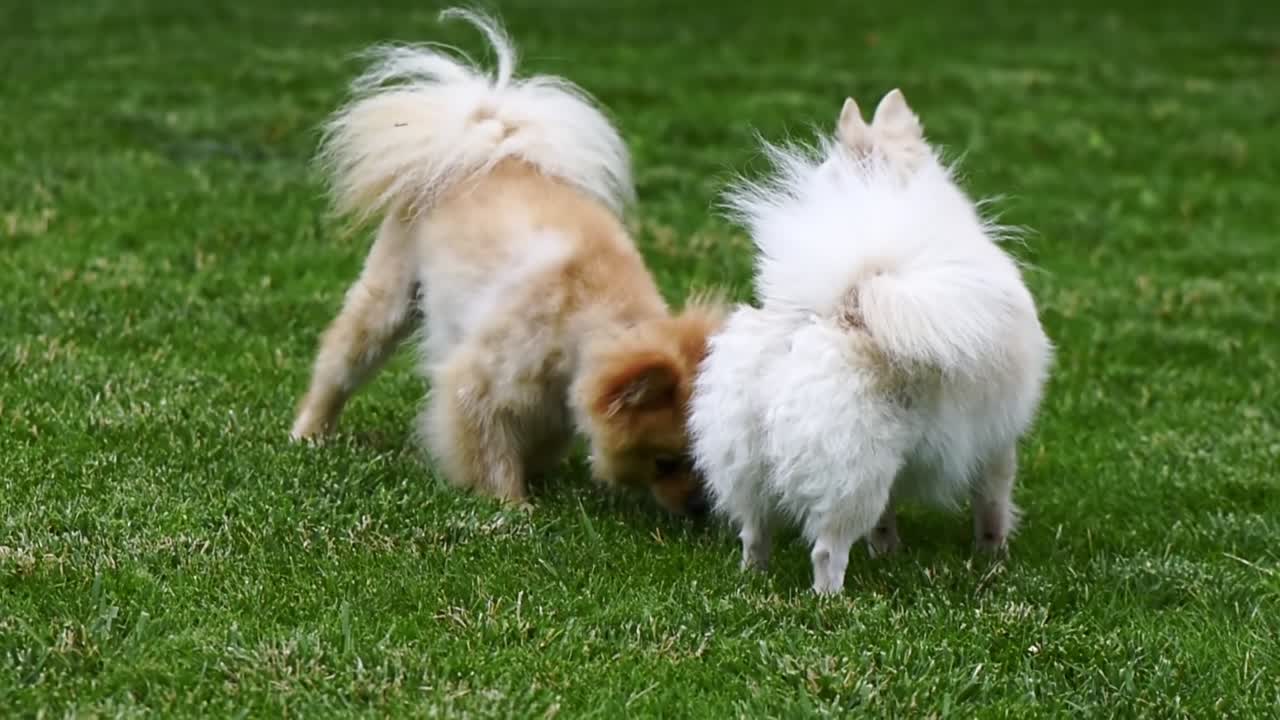 Two small pomeranian spitzes playing on the grass at home