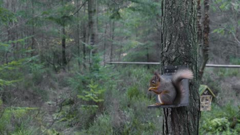 beelden van een wilde euraziatische rode eekhoorn die langzaam noten en zaden eet uit een vogelvoeder op een grove dennenboom in center parks in whinfell forest, zowel aan de zijkant als aan de camerakant