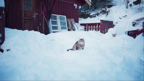 gray siberian cat feeling cold while sitting on snowy ground near a wooden house