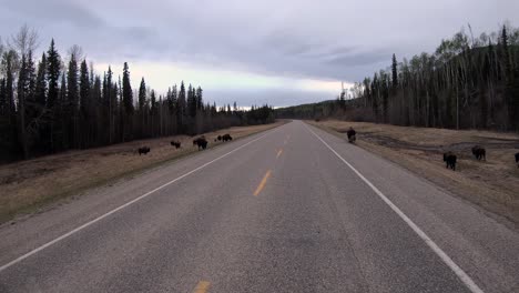 herd of wood bison as seen while driving along the alaska highway