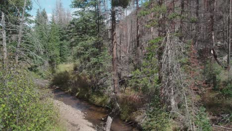 hovering above a flowing mountain stream next to beautiful evergreen forest